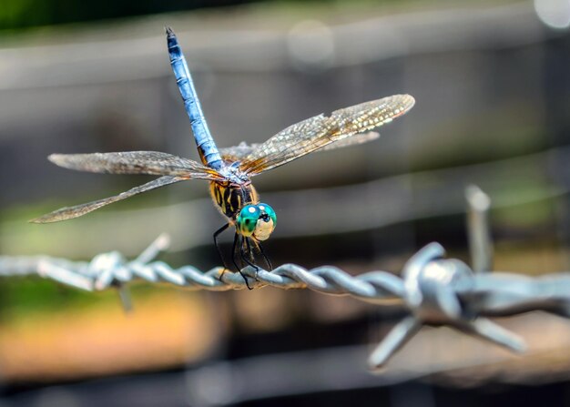 Foto nahaufnahme eines insekten