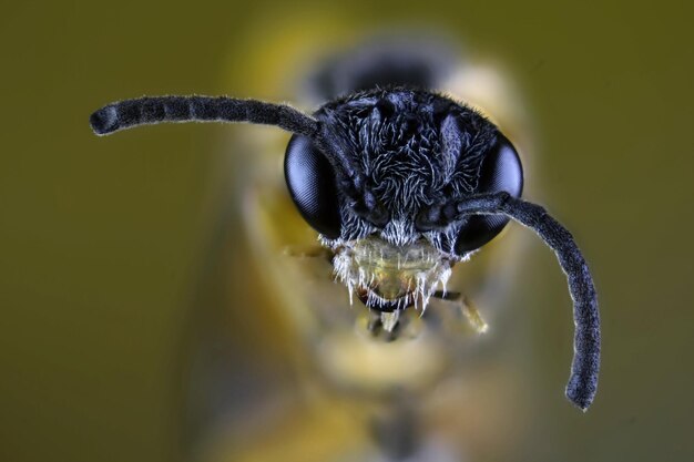 Foto nahaufnahme eines insekten