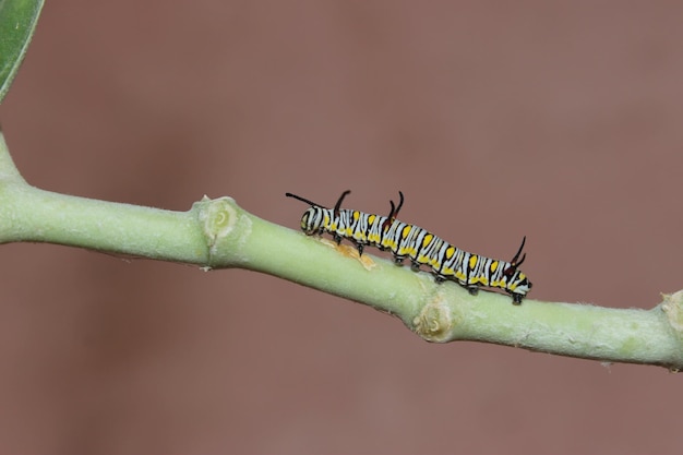 Foto nahaufnahme eines insekten