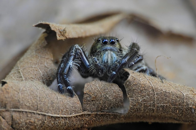 Nahaufnahme eines Insekten