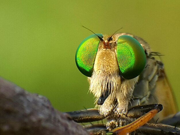 Foto nahaufnahme eines insekten