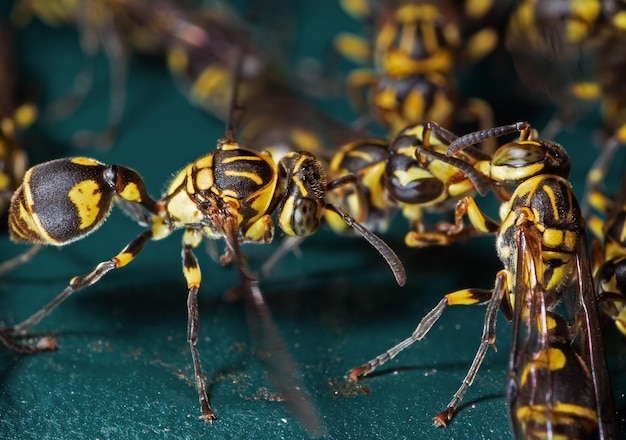 Foto nahaufnahme eines insekten