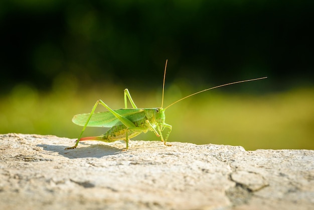 Foto nahaufnahme eines insekten