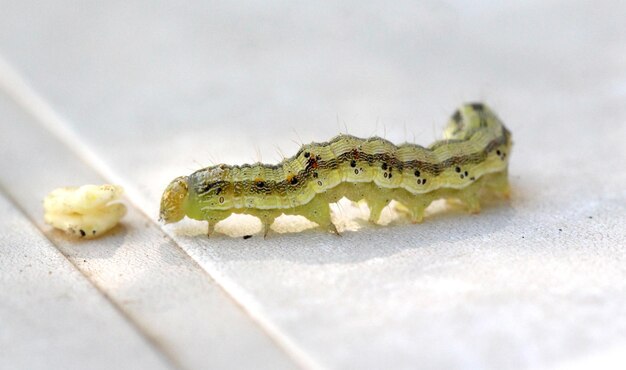 Foto nahaufnahme eines insekten