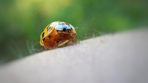 Foto nahaufnahme eines insekten