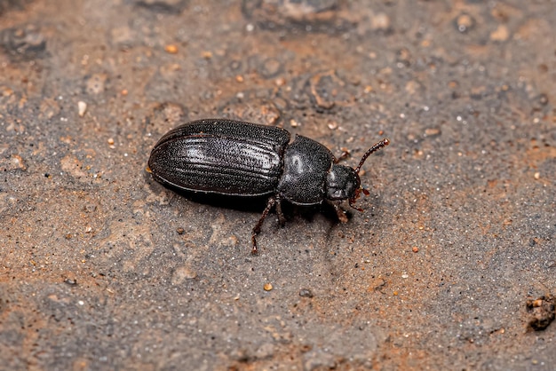 Foto nahaufnahme eines insekten