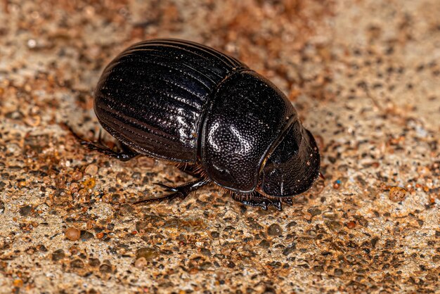 Foto nahaufnahme eines insekten