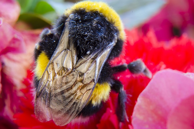 Nahaufnahme eines Insekten