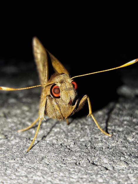 Nahaufnahme eines Insekten.