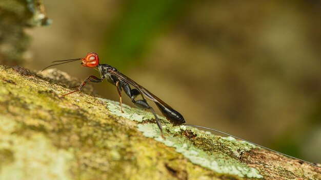 Foto nahaufnahme eines insekten