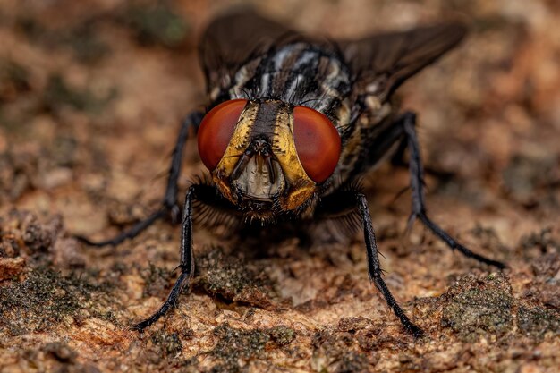 Foto nahaufnahme eines insekten