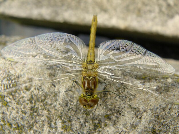 Foto nahaufnahme eines insekten