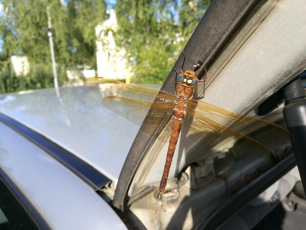 Foto nahaufnahme eines insekten