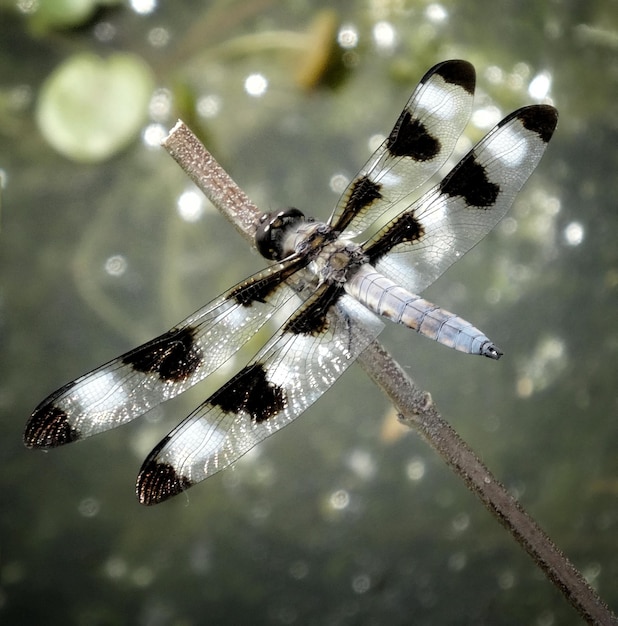 Foto nahaufnahme eines insekten