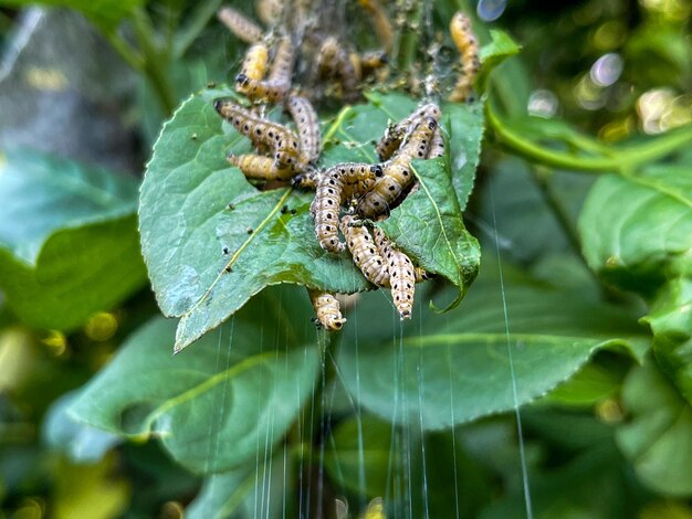 Nahaufnahme eines Insekts auf Blättern