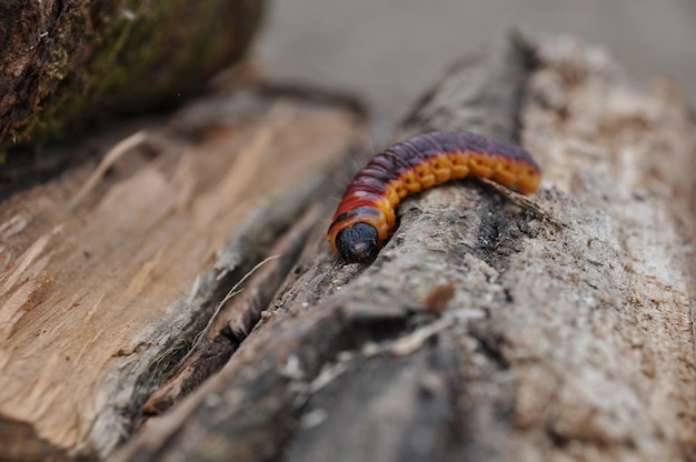 Nahaufnahme eines Insekts auf einem Blatt