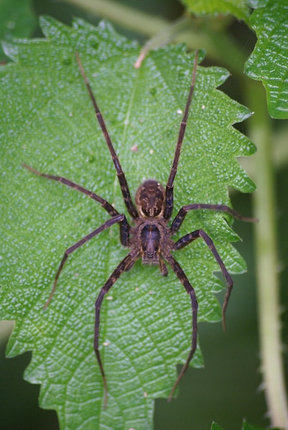 Nahaufnahme eines Insekts auf einem Blatt