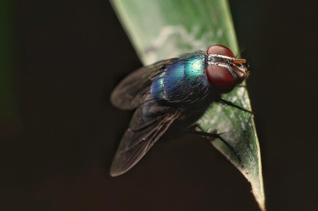 Nahaufnahme eines Insekts auf einem Blatt