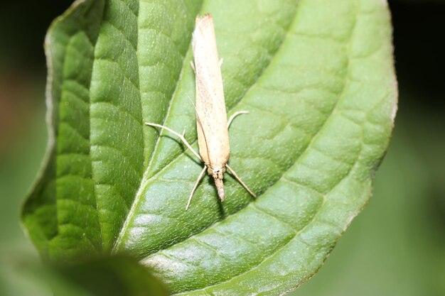 Foto nahaufnahme eines insekts auf einem blatt