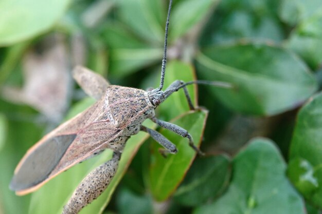 Foto nahaufnahme eines insekts auf einem blatt