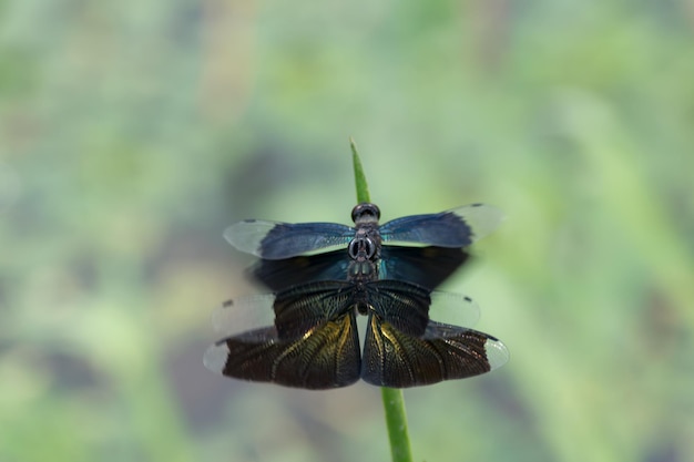 Foto nahaufnahme eines insekts auf einem blatt