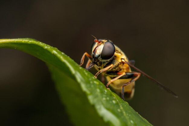 Nahaufnahme eines Insekts auf einem Blatt