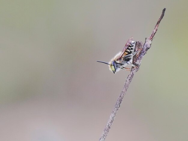 Foto nahaufnahme eines insekts auf einem zweig