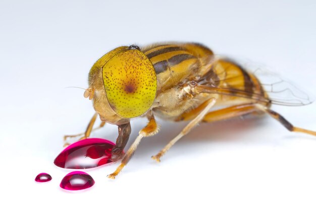 Foto nahaufnahme eines insekts auf einer blume