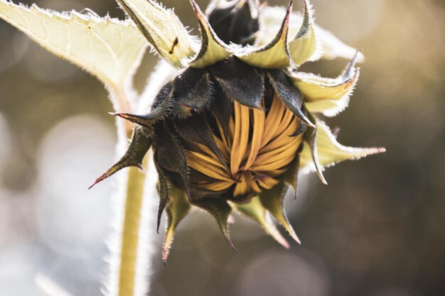 Foto nahaufnahme eines insekts auf einer blume