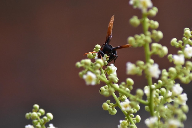 Foto nahaufnahme eines insekts auf einer blume