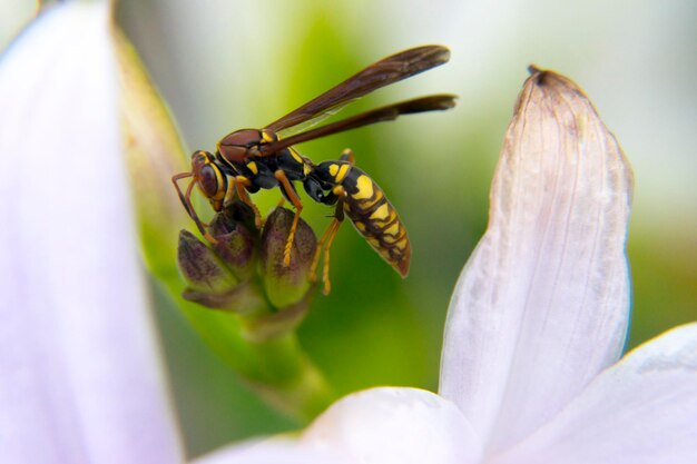 Foto nahaufnahme eines insekts auf einer blume