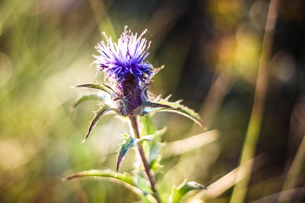 Foto nahaufnahme eines insekts auf einer lila blume