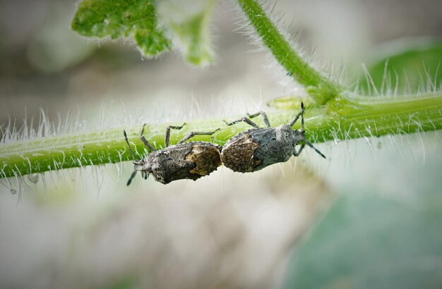 Nahaufnahme eines Insekts auf einer Pflanze