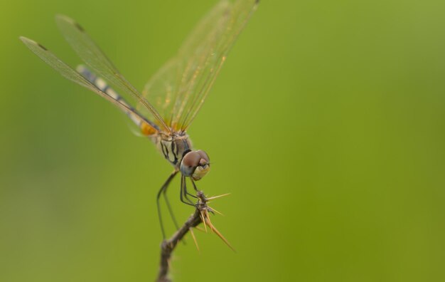 Nahaufnahme eines Insekts auf einer Pflanze