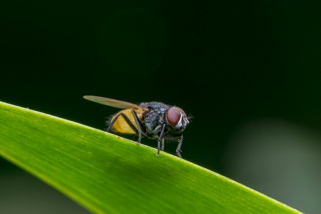 Foto nahaufnahme eines insekts auf einer pflanze