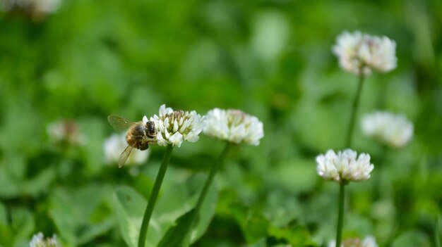 Nahaufnahme eines Insekts auf einer weißen Blütenpflanze