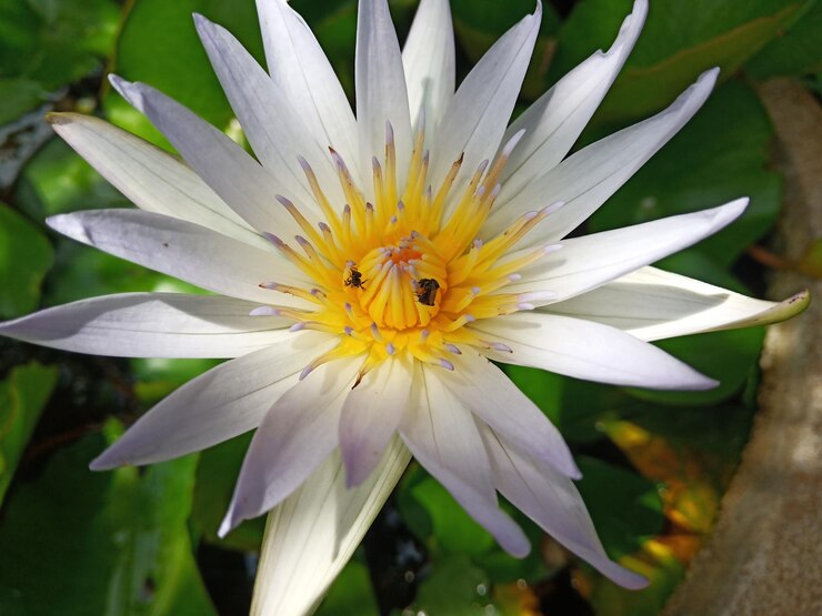 Foto nahaufnahme eines insekts auf einer weißen blume