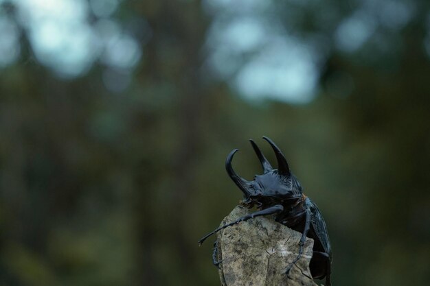 Foto nahaufnahme eines insekts auf holz