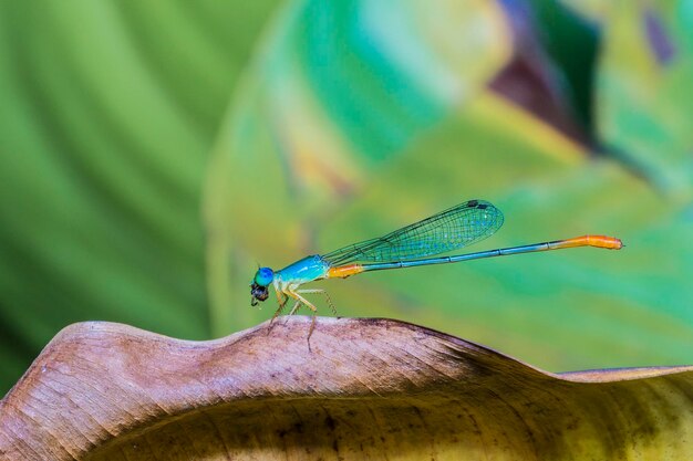 Nahaufnahme eines Insekts, das auf einem Blatt sitzt