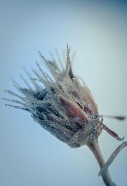 Foto nahaufnahme eines insekts vor blauem hintergrund