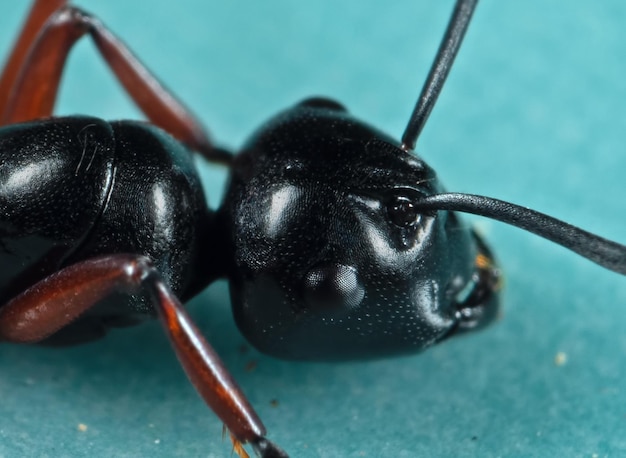 Foto nahaufnahme eines insekts