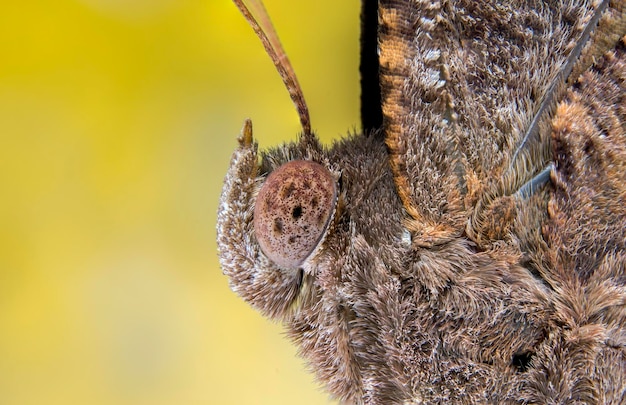 Foto nahaufnahme eines insekts