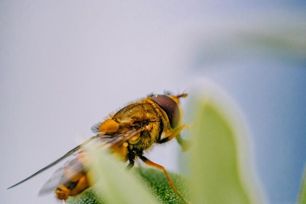 Nahaufnahme eines Insekts