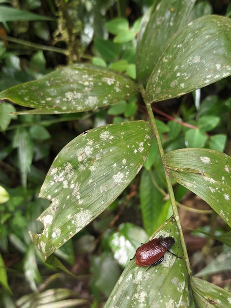 Nahaufnahme eines Insekts