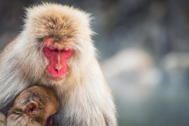 Foto nahaufnahme eines japanischen makaken mit einem säugling