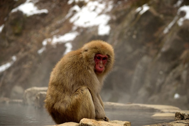 Nahaufnahme eines japanischen Makaken während der Wintersaison Jigokudani