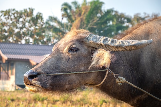 Nahaufnahme eines jungen Büffels vor einem Bauernhaus. Pai, Thailand.