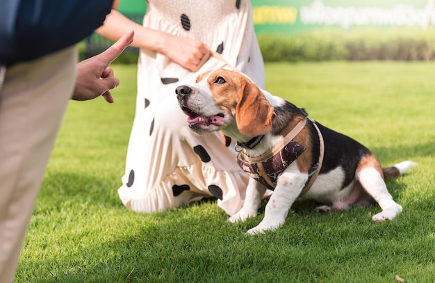 Nahaufnahme eines jungen erwachsenen Mannes, der mit einem Beagle-Hund im Park im Freien spielt und trainiert