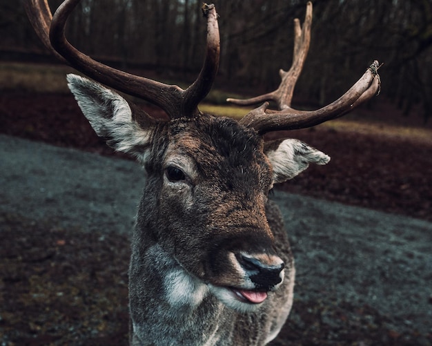 Nahaufnahme eines jungen Hirsches in einem Wald