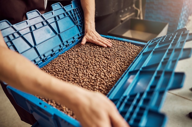 Nahaufnahme eines jungen Mannes, der Hand auf frisch geröstete Kaffeebohnen in blauer Aufbewahrungsbox legt